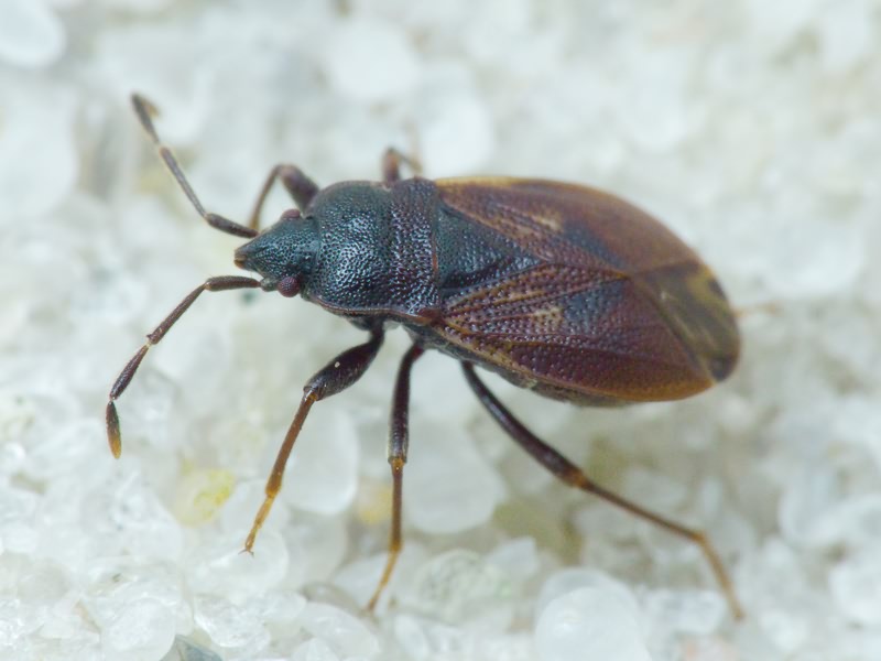 Drymus (Sylvadrymus) brunneus (R.F. Sahlberg, 1848)
